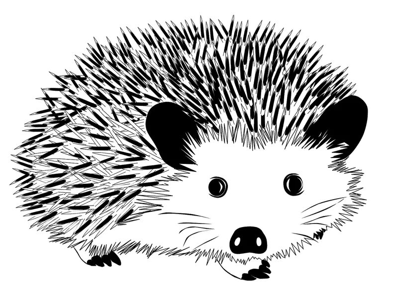 Printable Coloring Pages Hedgehog tattoo, Hedgehog, Coloring pages