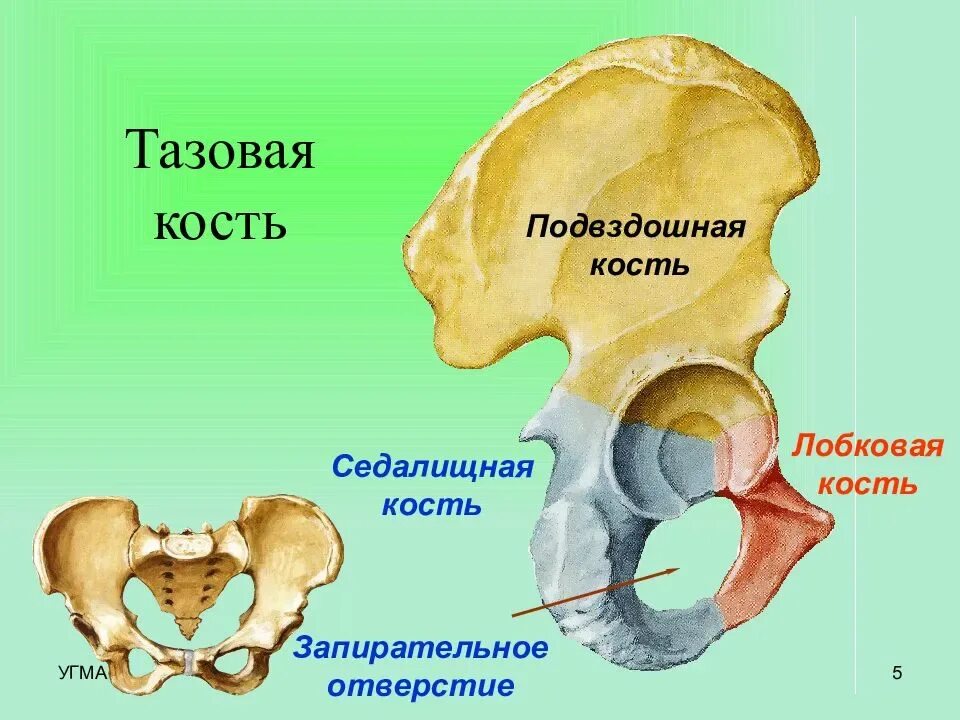 Тазовый пояс седалищная кость. Строение таза подвздошная кость. Таз анатомия строение седалищная кость. Подвздошная кость лобковая кость седалищная кость. Подвздошная кость седалищная