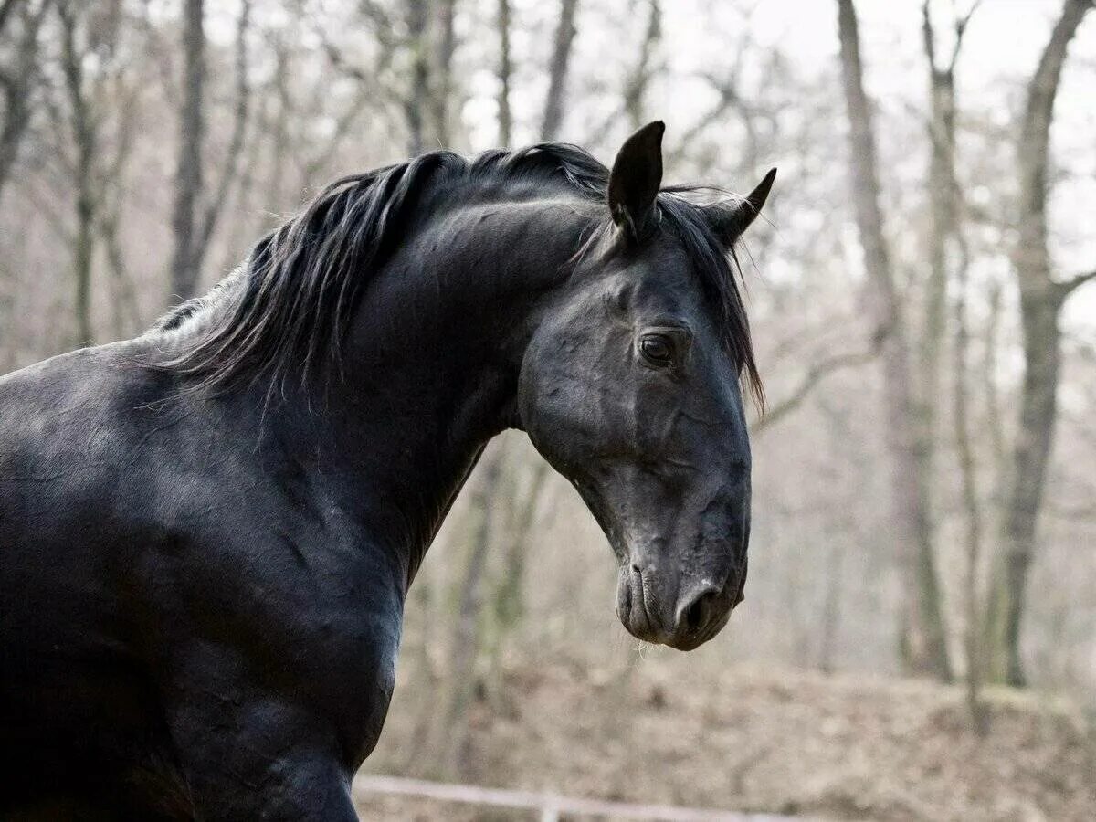 Кладрубская лошадь. Кладрубская порода лошадей. Чешская порода лошадей старокладрубская. Кладрубская лошадь серая. Кладрубер порода лошадей.