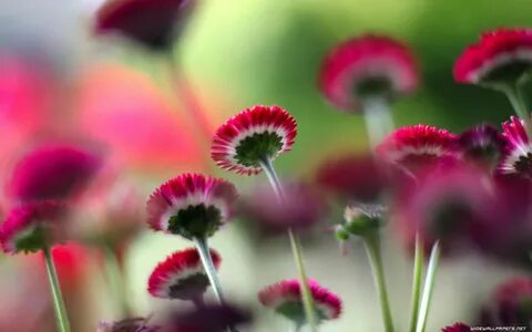 4 flowers