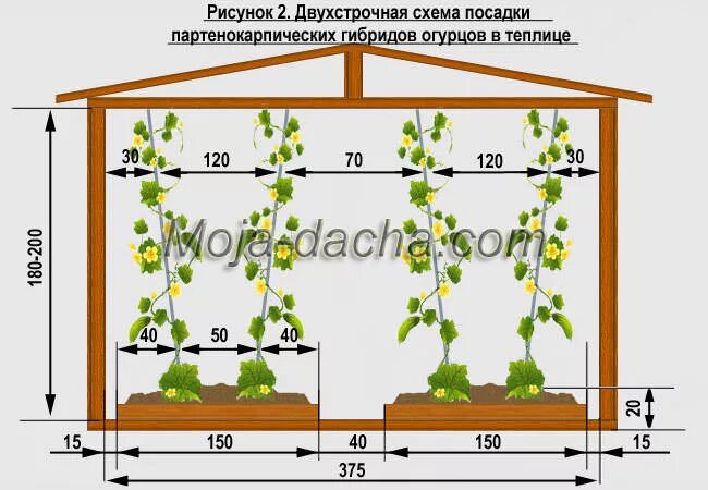 Как заглубить огурцы при посадке в грунт. Схема посадки огурцов в теплице. схема высадки рассады огурцов в открытый грунт. схема высадки рассады огурцов в теплице. схема высадки огурцов в теплице.
