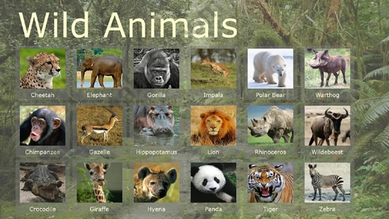 Wild animals essay. Wild animals на английском. Плакат "Дикие животные". Дикие звери на английском. Животные США на английском.