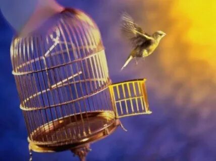As a bird
