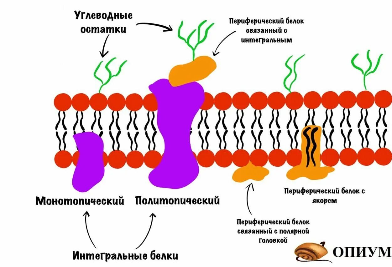 Какие функции выполняют белки мембран. Периферические белки клеточной мембраны. Белки клеточной мембраны. Полуинтегральные белки функции в мембране. Функция поверхностных белков плазматической мембраны.