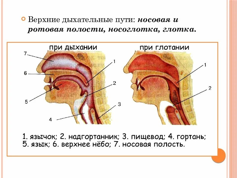 Значение носоглотки человека. Носоглотка дыхательные пути. Строение носоглотки у детей. Строение верхних дыхательных путей человека. Носовая полость носоглотка гортань.