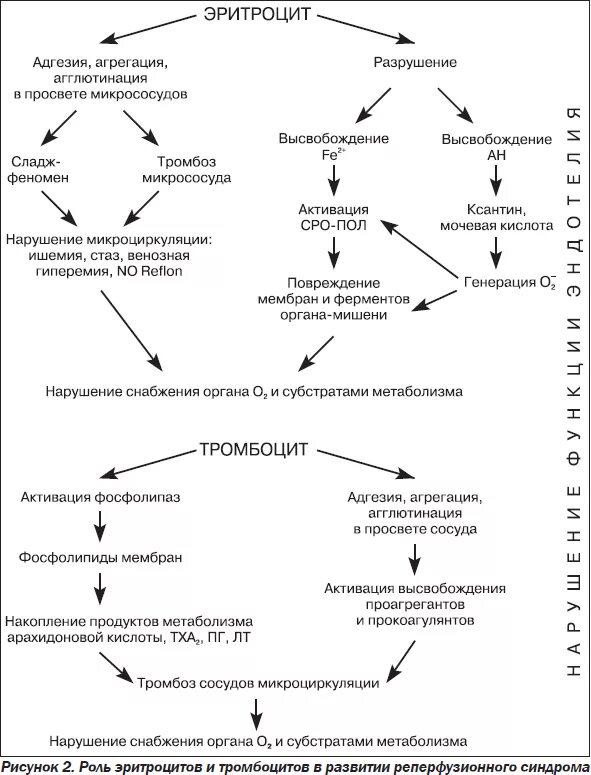 Биохимия тромбоцитов. Таблица нормальных показателей общего анализа крови. Биохимия тромбоцитов. Биохимия тромбоцитов. Анализ крови расшифровка wbc.
