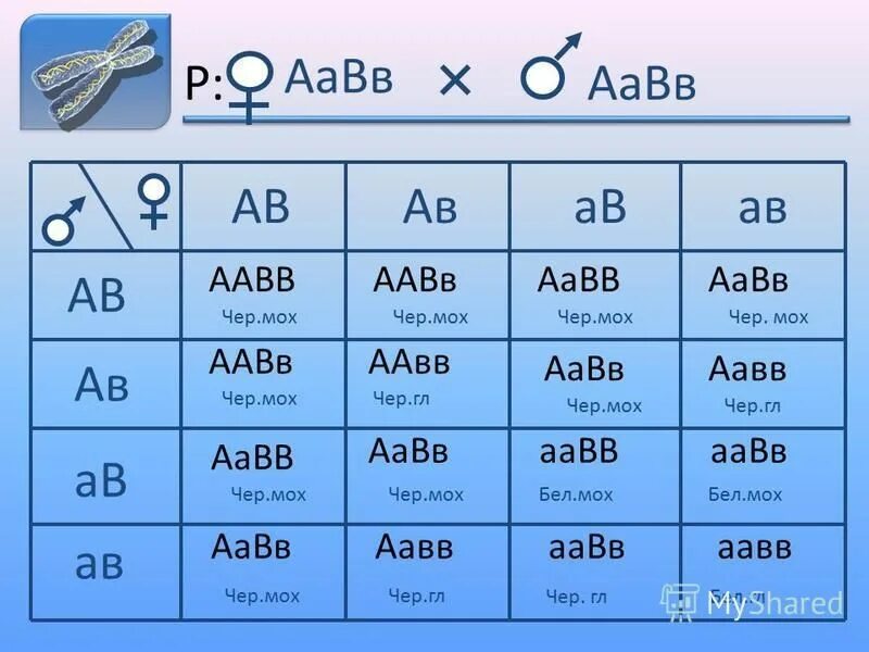 Аавв аавв. Аабб аабб. Генотип aabb. Генотип aabb. Схема aabb aabb иллюстрирует.