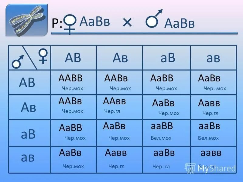 Aabb aabb полное доминирование. ААВВ. AABB генотип. ААВВ ААВВ. Генетика ААВВ И ААВВ.