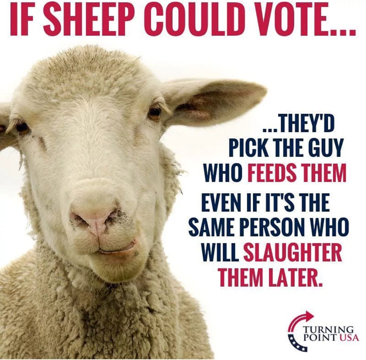 Базлёнок. Баран меринос. С новым годом овцы мем. Овца либерал. Базленок кто это.