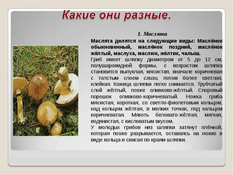 Почему масленок так назвали. Сообщение о грибе масленок. масленок гриб доклад. гриб маслёнок сообщение. рассказ про гриб масленок.