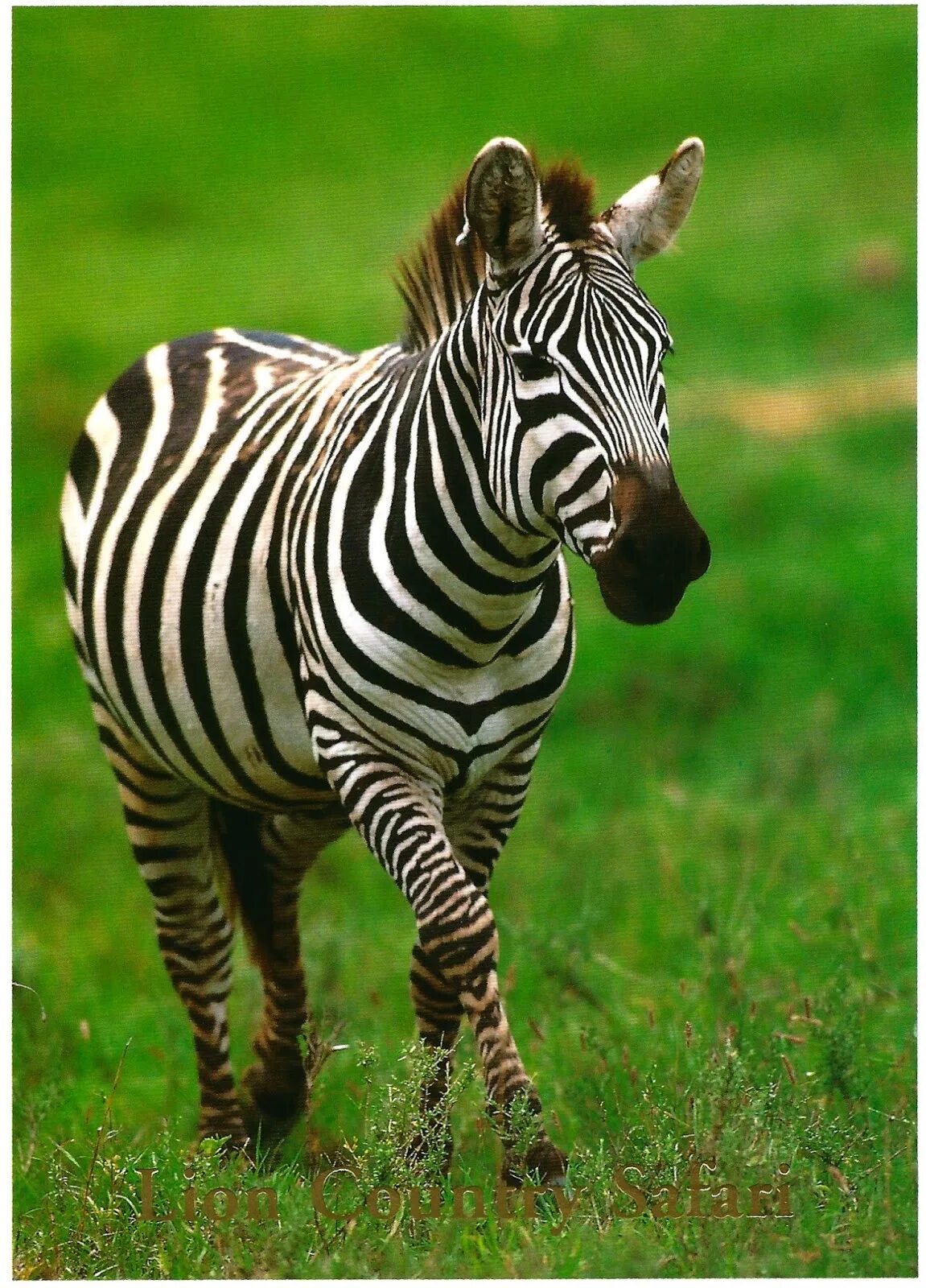 Животные африки зебра. Зебра картинка. Zebra zc-32-000c000em00. Принтер printer zebra zc100. Зебра фото.