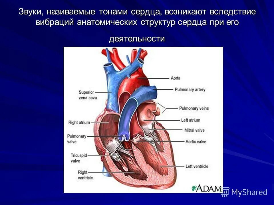 Звуки тона сердца. Звук сердцебиения. Тоны сердца возникают вследствие. Особенности строения сердца новорожденного. Биение сердца звук.