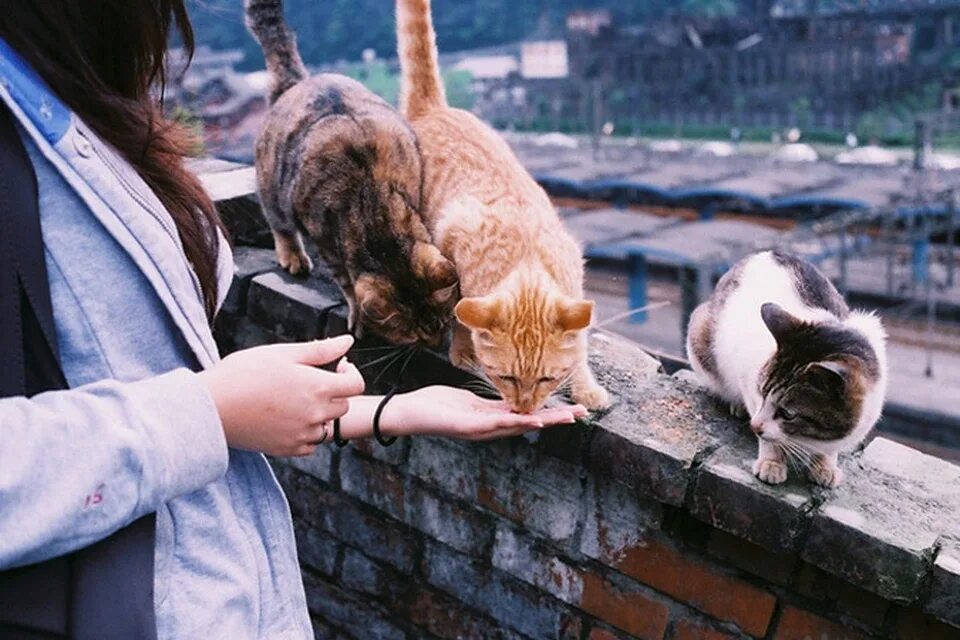 Девушка бездомная кошка. Дети и бездомные животные. Человек и кошка грустные. Кошка и человек на улице. Рыжий котенок девочка.