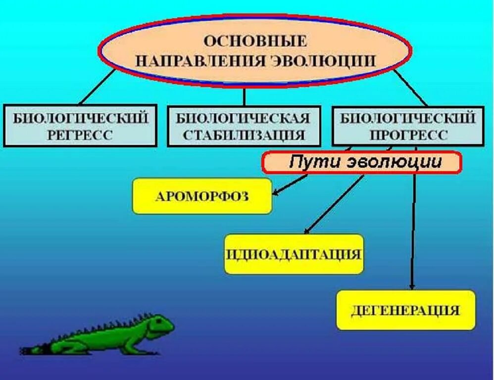 Биологический прогресс цветковых. Биологический Прогресс ароморфоз идиоадаптация. Направления эволюции ароморфоз идиоадаптация дегенерация. Пути развития ароморфоз идиоадаптация. Ароморфоз идиоадаптация дегенерация.