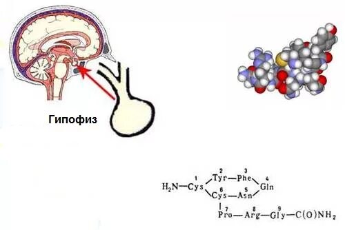 Гипофиза вазопрессин