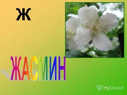 Азбука цветов 1