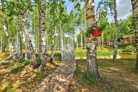 Березовая роща таруса