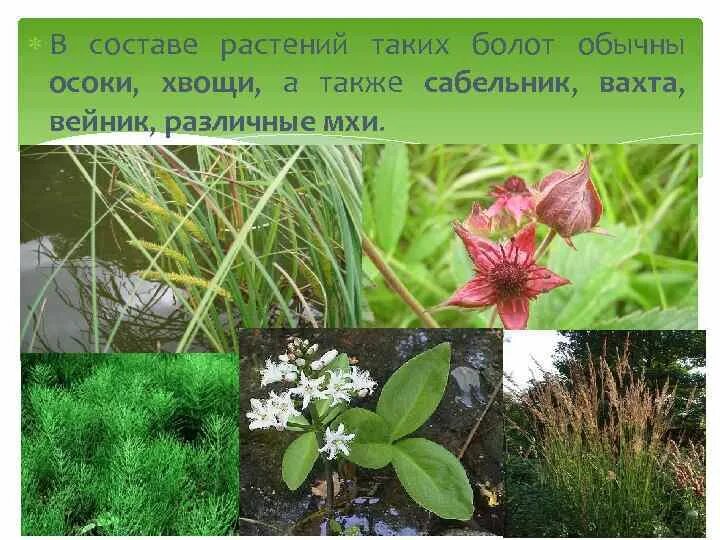 Природные зоны европейского северо запада. Растительный ми европейского севера. Растения из тайги. Характеристика европейского севера растительность. Презентация на тему европейский север.