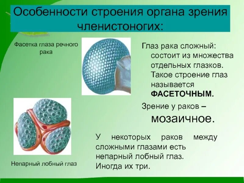 Строение глаз у ракообразных. Мозаичное зрение у членистоногих. строение глаза ракообразных. строение фасеточного глаза насекомого. строение глаза членистоногих.