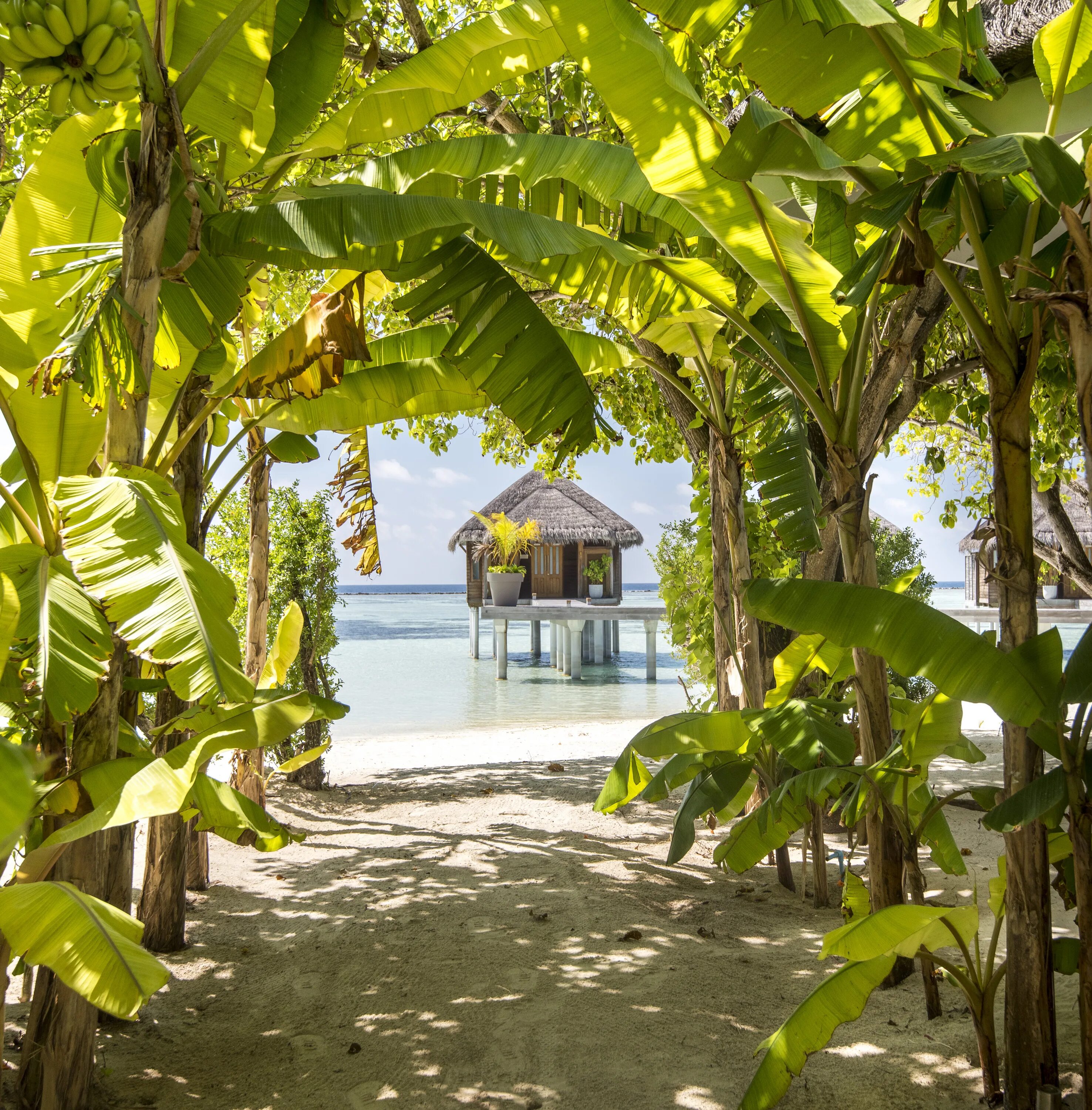 Ari south. Nong ariyaphon southiphong. Lux south ari atoll 5* deluxe. энди саус дизайнер. Ari south.