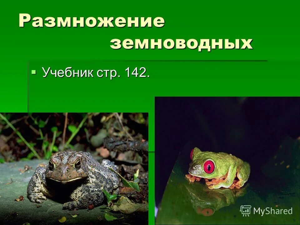 Тип размножения земноводных. Тип размножения земноводных
