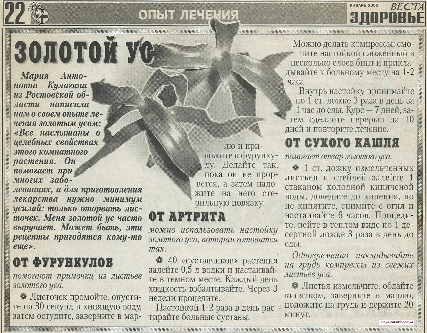 Рецепт ус. Рецепты золотого уса. золотой ус применение. лист золотого уса. золотой ус растение настойка.