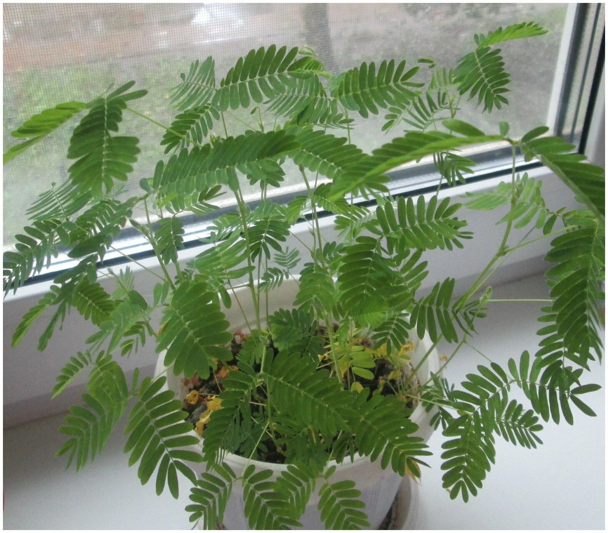 Мимоза стыдливая недотрога. Оксалис кислица зеленая. Мимоза стыдливая закрывается. Листики "стыдливой мимозы". Цветок листья закрывает листья.