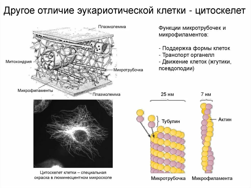 Цитоскелет клетки строение и функции. Цитоскелет прокариотических клеток. цитоскелет эукариот строение. микротрубочки и микрофиламенты в клетке. строение цитоскелета в эукариотической клетке.