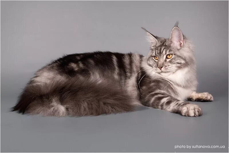 вислоухий мейн кун. вислоухий кот мейн кун. мейн кун котенок. мейн кун и шотландская вислоухая помесь. вислоухий мейн кун.