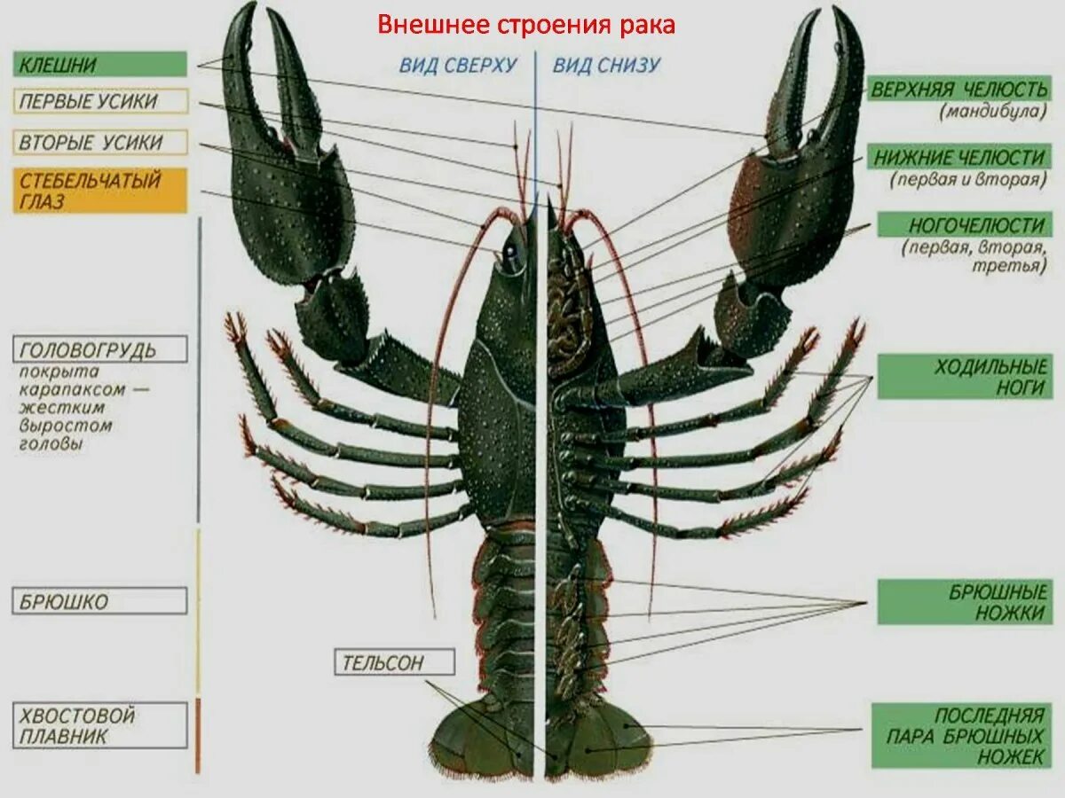 Наружный хитиновый покров разделенное на отделы тело. Строение головогруди ракообразных. Внешнее строение членистоногих схема. Внешнее строение ракообразных схема. Строение членистоногих ракообразные.