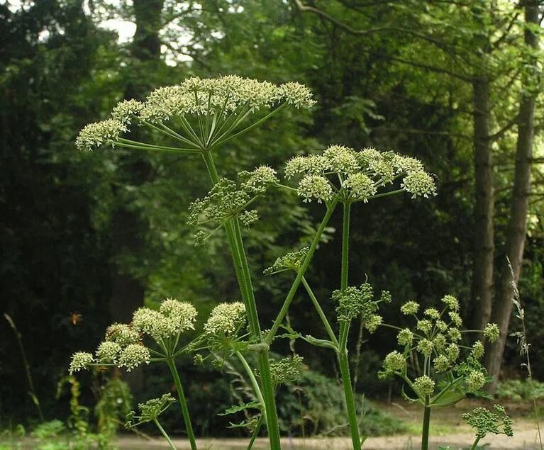 Сибирская пучка. Борщевик Сибирский. Heracleum — борщевик. Пикан борщевик. Пикан борщевик Сибирский.