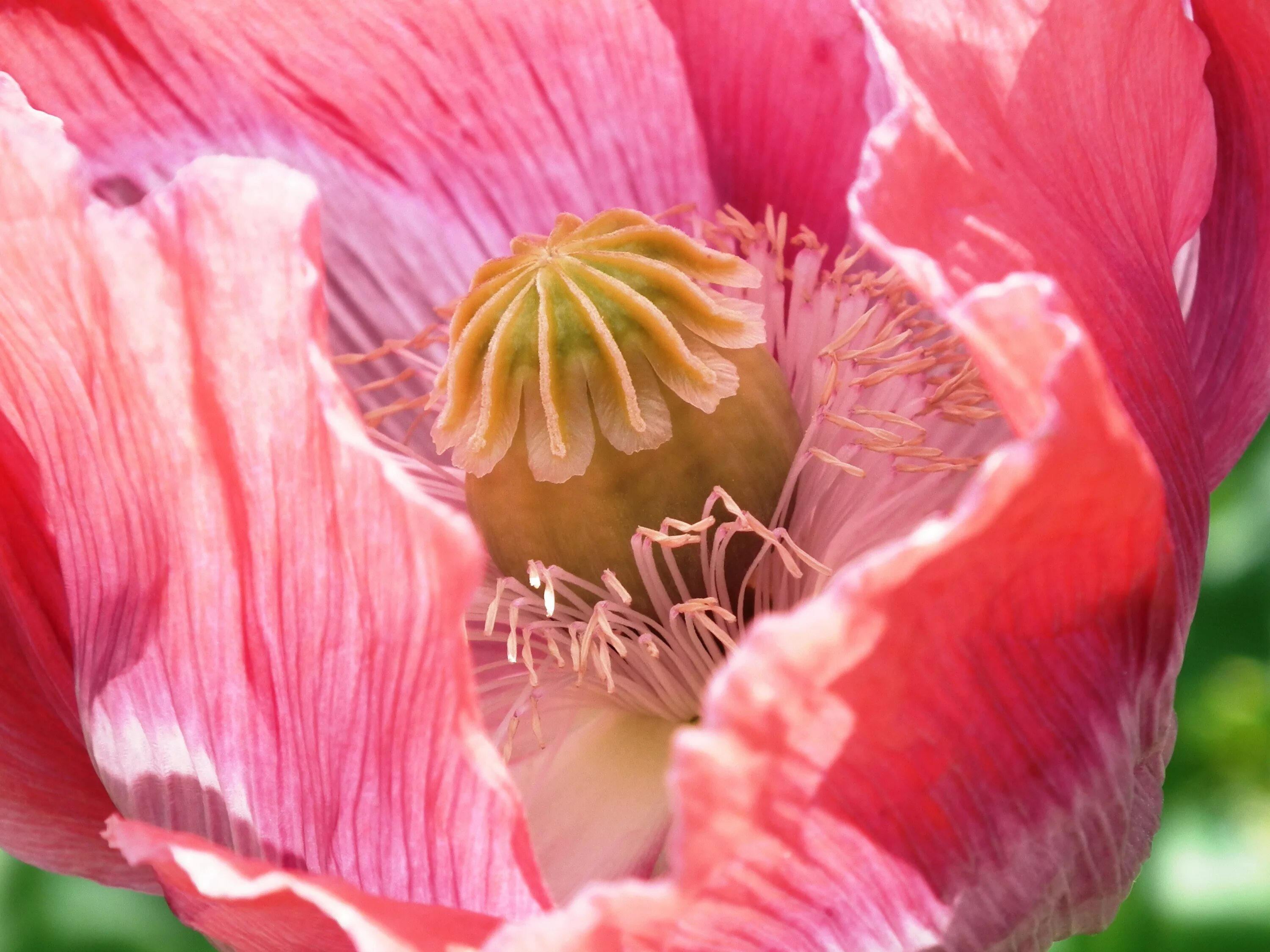 Розовый мак 2. Пионный мак. мак papaver розовый. мак исландский бутон. тычинки пиона макросъемка.