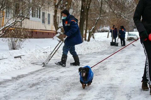 Жилищник северное медведково