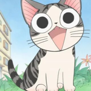 Chis cats