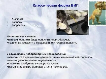 Симптомы ковида у кошек