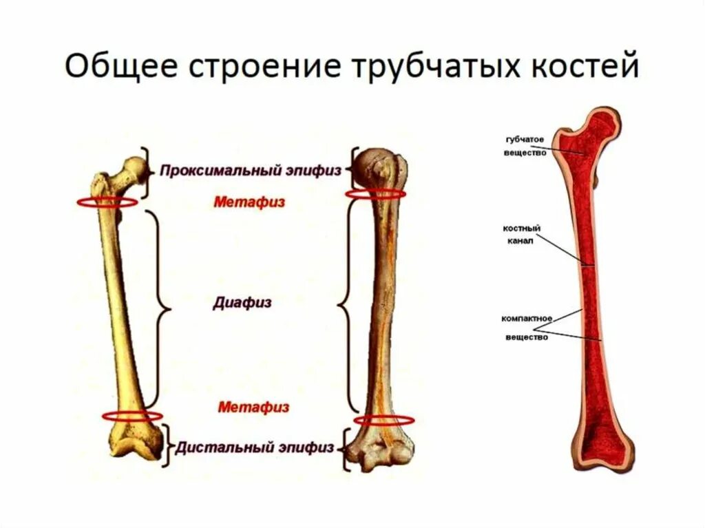 Что образуют трубчатые кости. Строение длинной трубчатой кости. Отделы длинной трубчатой кости схема. Строение трубчатых костей анатомия. Схема строения длинной трубчатой кости.