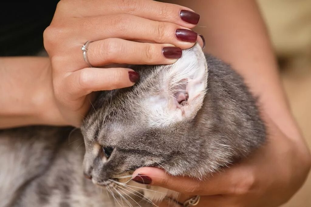 Как должен выглядеть кот