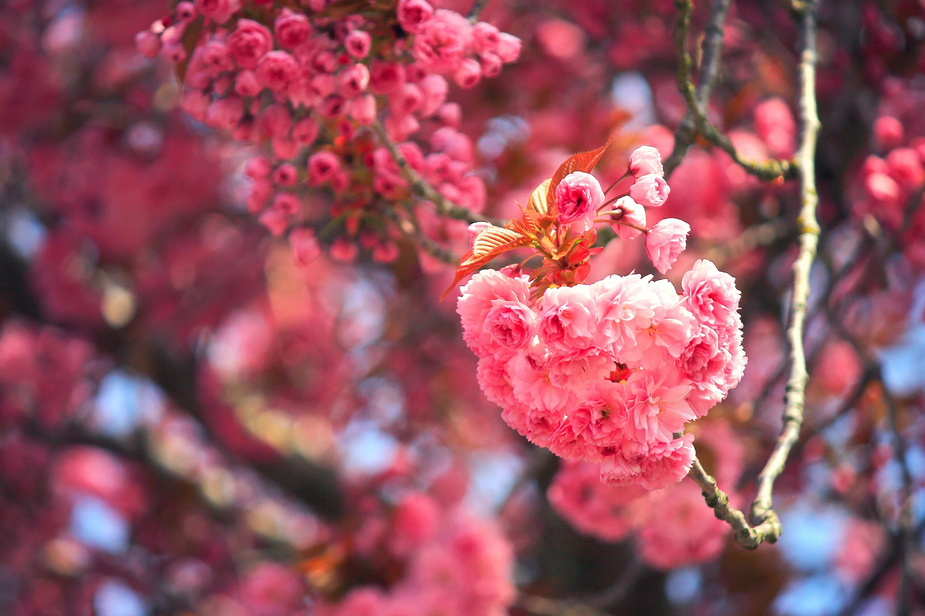 Вишня черри блоссом. Сакура блоссом. Цветение Сакуры. Sakura вишня.