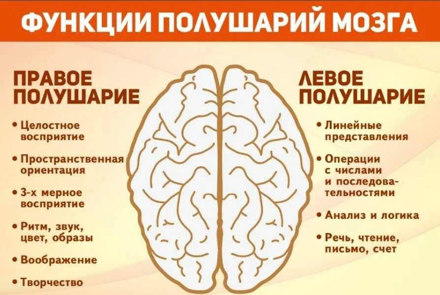 Какое полушарие головного мозга. За что отвечает левое и правое полушарие головного мозга. Правое и левое полушарие мозга за что отвечают. Функции левого полушария головного мозга. Право ЕИ оевое полушария.