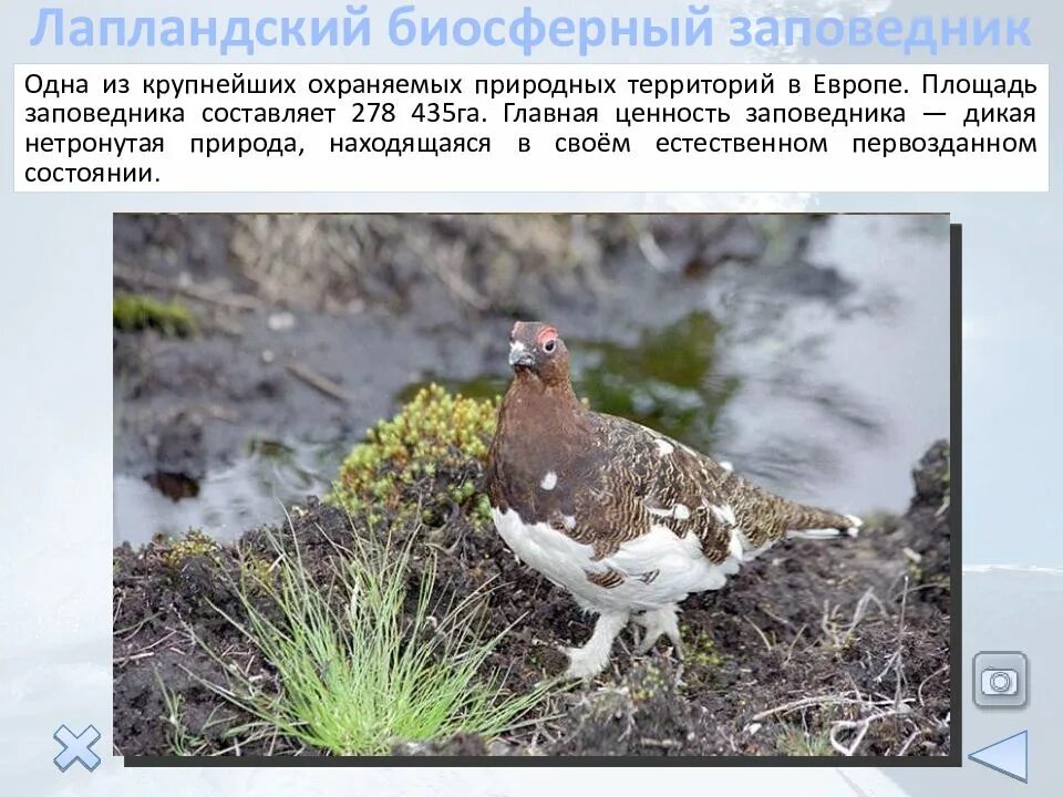 Площадь заповедника составляет. Площадь лапландского заповедника. заповедники европейского севера. лапландский заповедник презентация. презентация на тему лапландский заповедник.