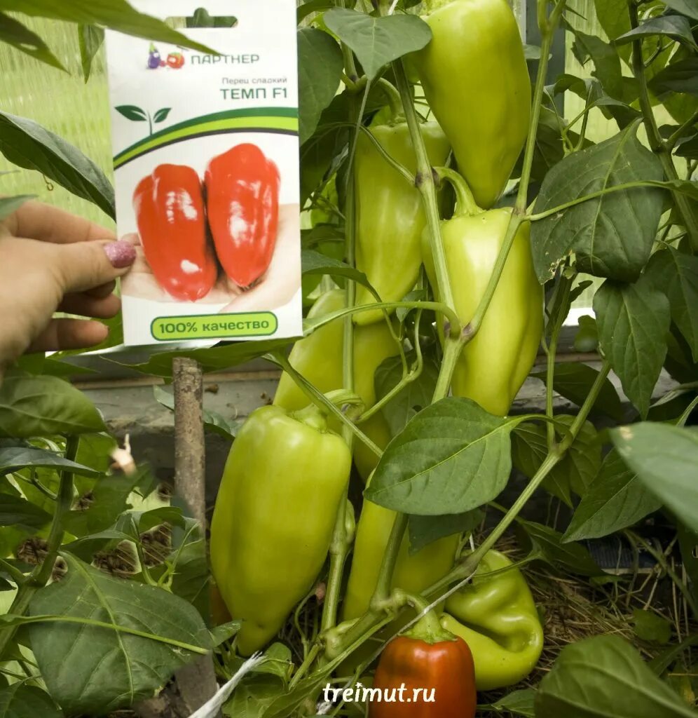 Лучшие сорта перцев партнер. Фирма партнёр семена перца сладкого. Перец сладкий аллар f1. Партнер перец тавиньяно f1. Перец веста f1.