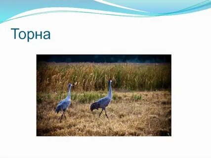 Торна на русском