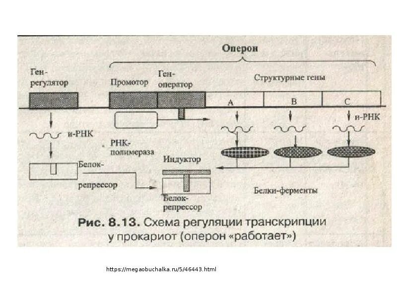 Регуляция генов прокариот. Схема регуляции синтеза белка у прокариот. Биосинтез белка.регуляция синтеза белка. Регуляция биосинтеза белка у прокариот. Механизм регуляции синтеза белка у прокариот схема.