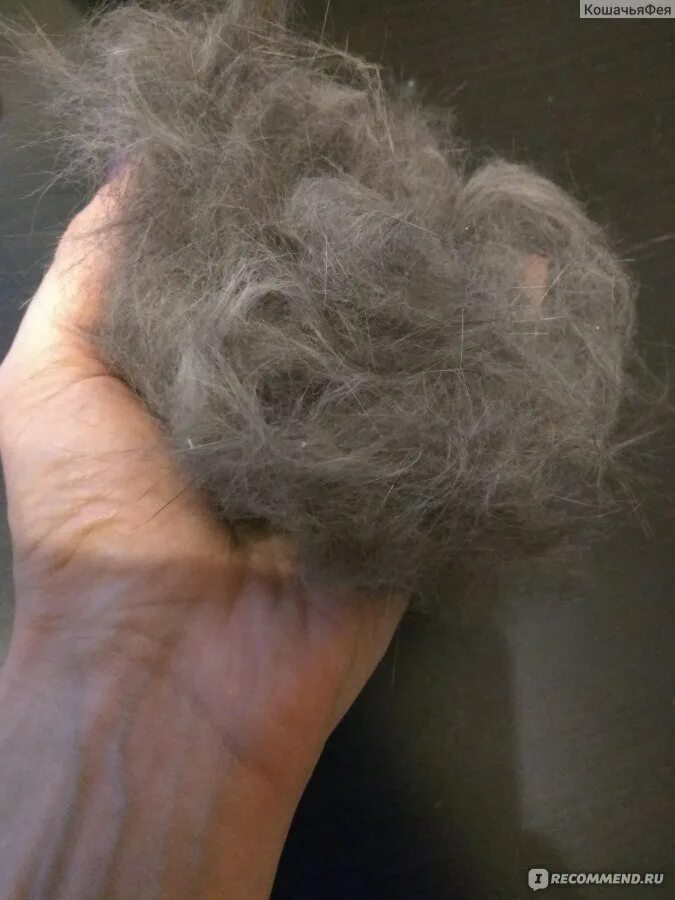 Проблемой шерсти. Одежда в шерсти кошки. Проблемой шерсти. Кусок шерсти. Шерсть.