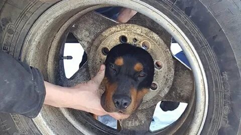 Montana fire department rescues dog who got his head wedged in wheel http:/...