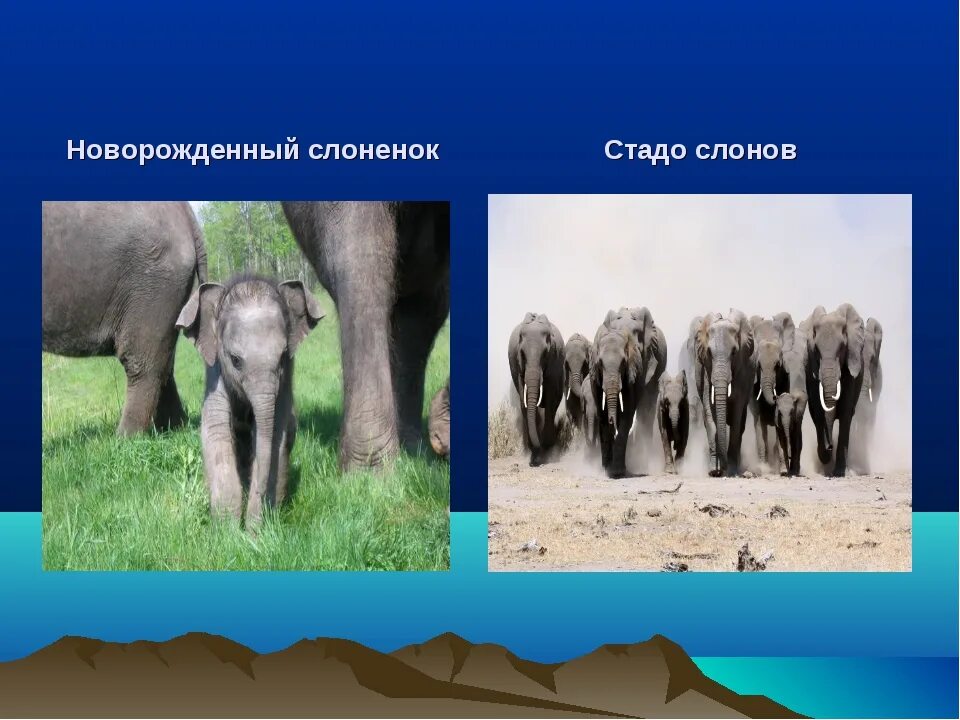 У какого класса животных появляется диафрагма впр. Систематика животных слон. работа слонов.