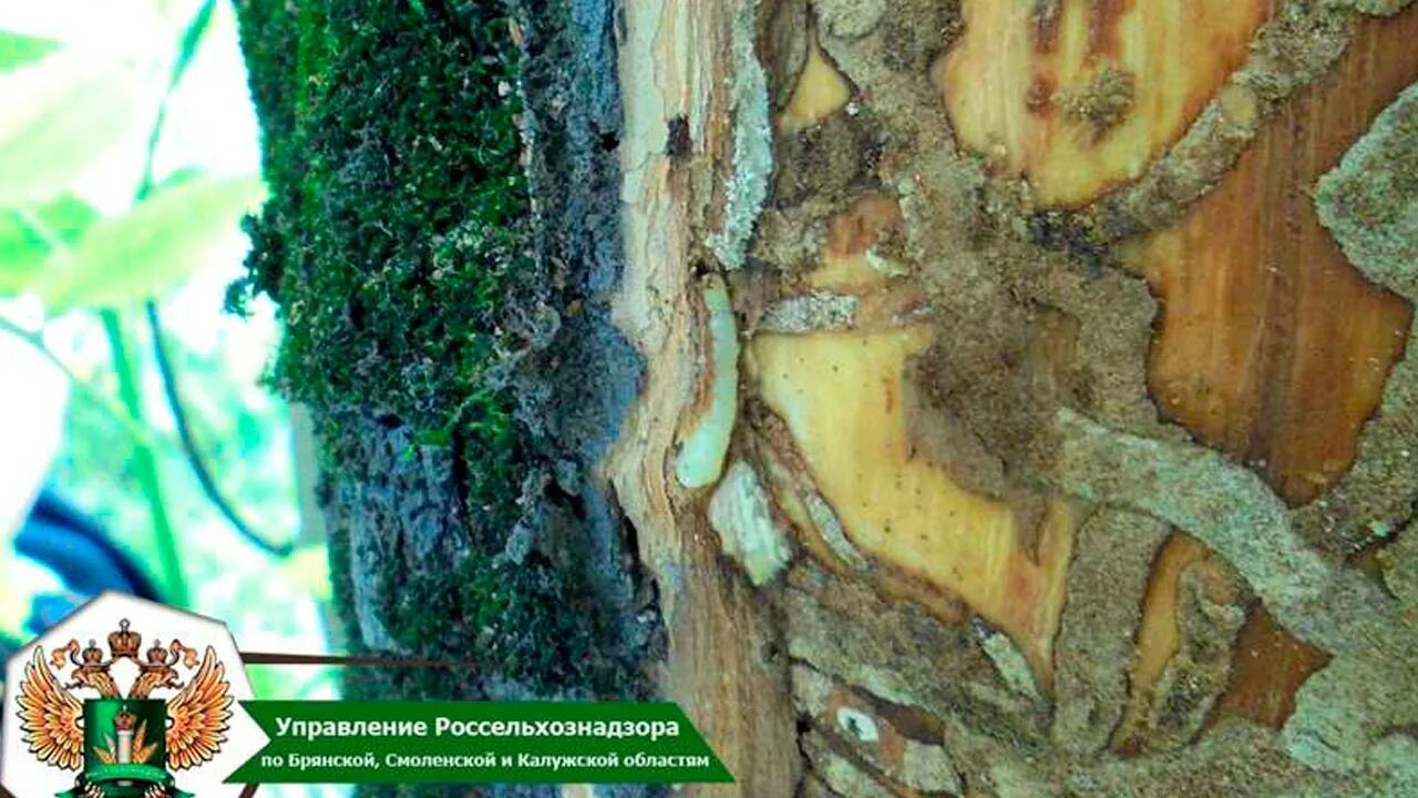 Установлена карантинная фитосанитарная зона