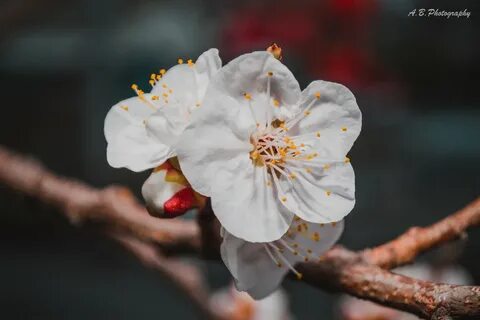Цветы абрикоса