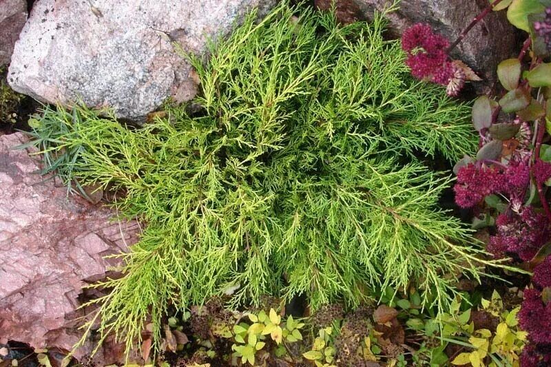 Juniperus media
