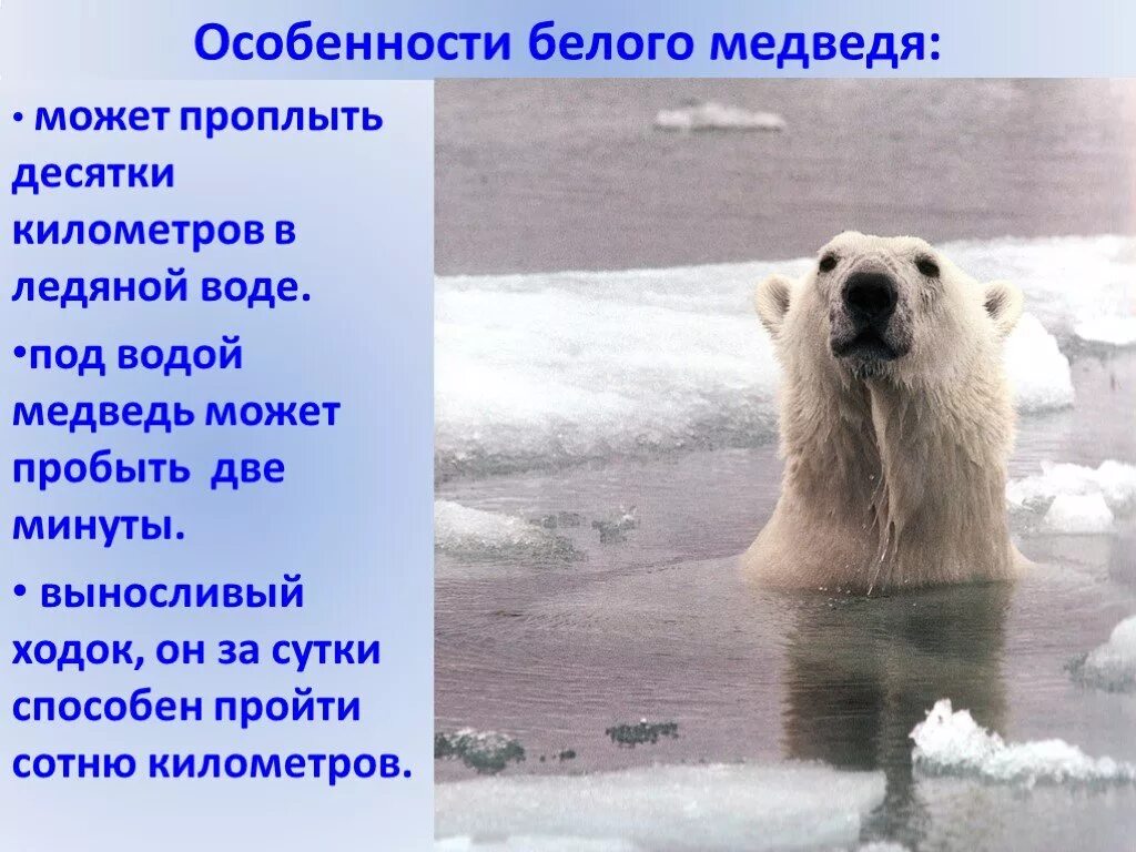 Текст белый медведь 4 класс. Особенности белого медведя. Сообщение о белом медведе. Доклад про белого медведя. Интересная информация о белом медведе.